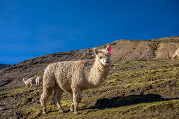 Mountain of the seven colors in cusco, peru