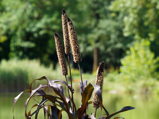 Pennisetum glaucum 'Purple Majesty'  | Mil à chandelle ou petit mil, graminée ornementale à...