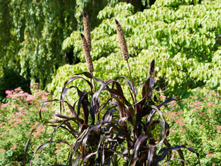 Pennisetum glaucum 'Purple Majesty'  | Mil à chandelle ou petit mil, graminée ornementale à...