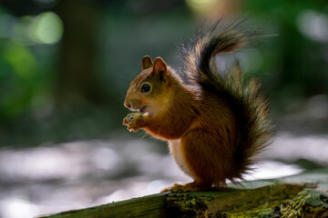 Cute and funny red squirrel is eating nut in the forest with bright bokeh background