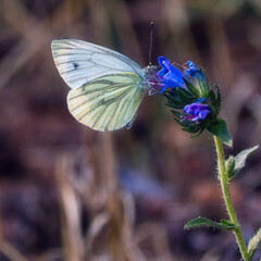 Schmetterling - Butterfly High quality photo