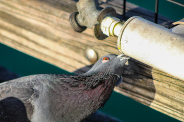 Pigeons On The Navarre Beach Fishing Pier. 