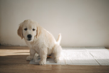 Golden Retriever puppy pissing on a diaper at home