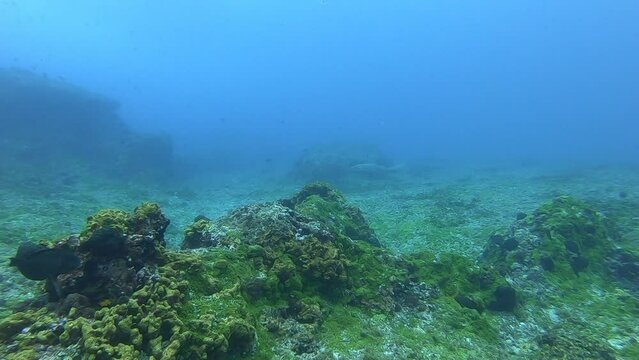 A nurse shark in Fernando de Noronha archipelago, Brazil. Scuba diving in Pedras Secas