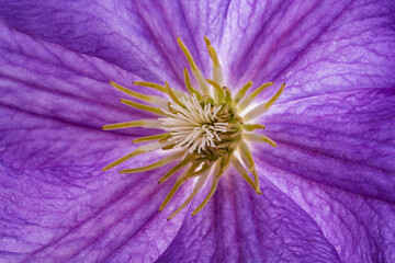 Obraz premium background of clematis flower close-up macro