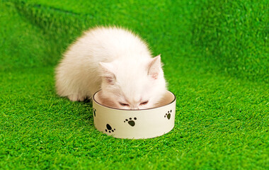 A white pet kitten eats food from a bowl. A small white cat feeds at home on artificially grown green grass