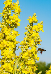 yellow meadow flowers growing in summer