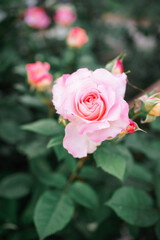Close-up of a pink rose on a dark green background. High quality photo