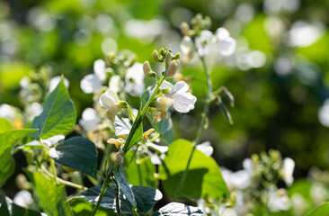 blooming beans growing on the field in summer