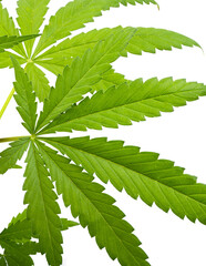 cannabis leaves isolated