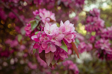 Beautiful desktop wallpapers. a tree branch with flowers. blooming apple tree. pink flowers on the branches of an apple tree