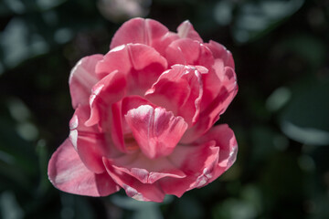 isolated flower close-up. macro photography. Tulip close-up. Beautiful desktop wallpapers. Background with a large flower. pink tulip