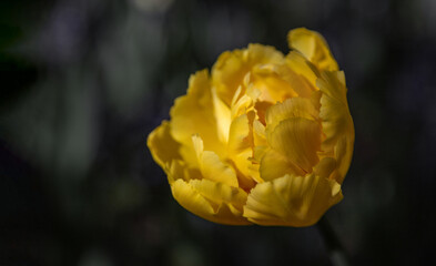 isolated flower close-up. macro photography. Tulip close-up. Beautiful desktop wallpapers. Background with a large flower. yellow tulip
