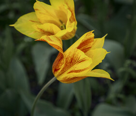 flowers close-up. macro photography. Tulips close-up. Beautiful desktop wallpapers. Background with a large flower. yellow tulips