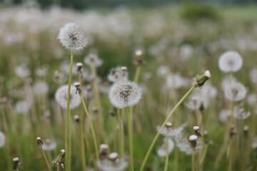 Ripe dandelions in summer in the field. Dandelion flowers blossom. Summer natural background.
