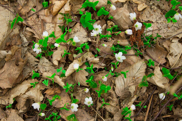 Flowers on an old stump in the forest.