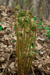 Young leaves and bushes in spring. Spring landscape. Background. Texture.