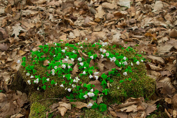 Flowers on an old stump in the forest.