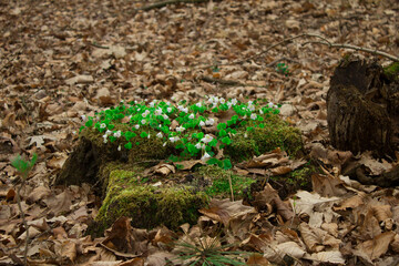 Flowers on an old stump in the forest.