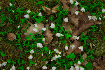 Flowers on an old stump in the forest.