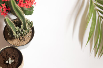 White table with potted plants