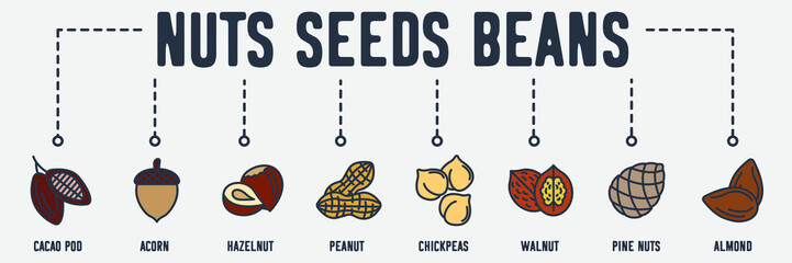 Nuts, seeds and beans banner web icon. cacao pod, acorn, hazelnut, peanut, chickpeas, walnut, pine nuts, almond vector illustration concept.