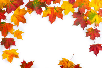 Frame of autumnal maple leaves on a white background with space for text. Top view, flat lay