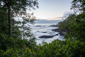 Ucluelet ocean coast through trees