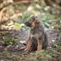 German shepherd puppies in nature