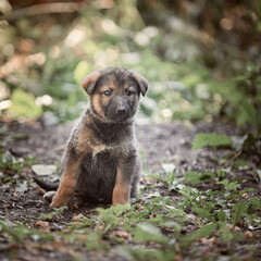 German shepherd puppies in nature