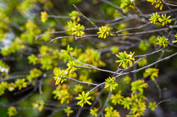 Green needles on branches