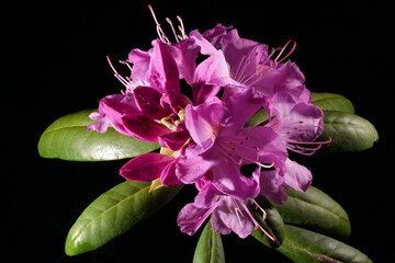 Closeup of bright pink rhododendron flowers on black background