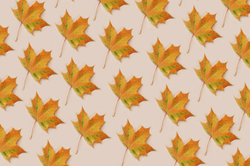 Naklejka na ściany i meble Pattern made of dry autumn pample leaves on light beige background. Abstract print for fabric, wrapping paper.