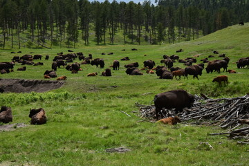 A herd of Bison in South Dakota