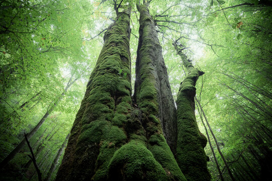 Big ancient tree towering in the green forest, Slovakia, Europe