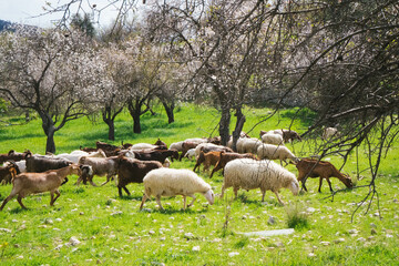 Sheeps Walking And Eating Grass Among The Blooming Almond Trees In Cyprus