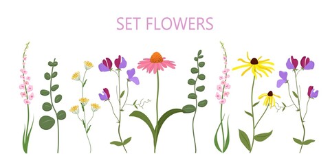 horizontal set of summer flowers vector, wildflowers,
 yellow chamomile, echinacea, pink flowers, green branches