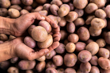 Potatoes in the hands of the farmer in the Colombian market square - Solanum tuberosum