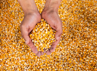 Raw dry corn in the hands, in the Colombian market place - Zea mays