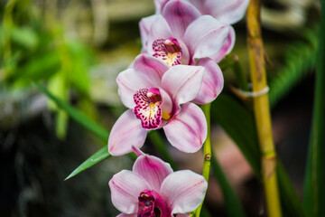 Naklejka na ściany i meble Dendrobium Orchid