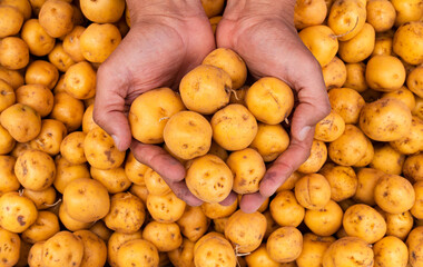 Yellow potato in the hands of the farmer in the Colombian market square - Solanum phureja