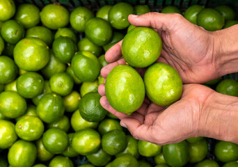 Citrus × aurantiifolia - Lemon lime in the hands of the farmer in the Colombian market square
