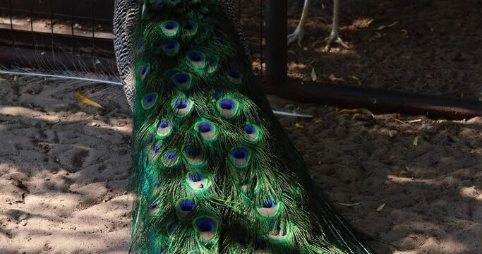 Closeup shot of a beautiful and elegant peacock. Indian Blue Peafowl or Blue Peafowl (Pavo cristatus) male peacock.