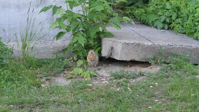 habitat of wild animals near people. a large gopher near a building in the city crawls out of a hole and stands up on its hind legs during the day. rodents hamsters live in the city. rodent breeding