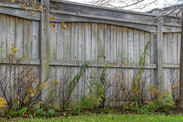 Wooden fence aligned by withering shrubs and plants in a backyard during the fall season