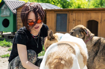 Dog at the shelter. Animal shelter volunteer takes care of dogs.