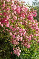 Pink roses climbing on the fence. Bush of a pink garden rose.