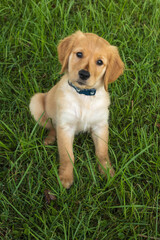 Golden Retriever Puppy Posing for Portrait