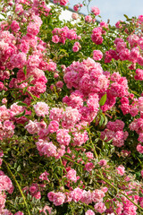 Pink roses climbing on the fence. Bush of a pink garden rose.