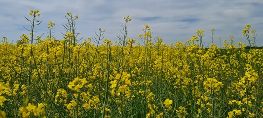 field of yellow flowers